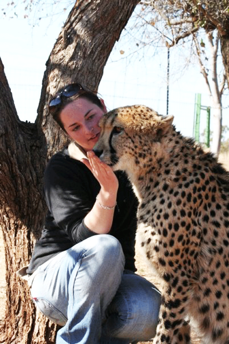 Volunteer with a cheetah in South Africa