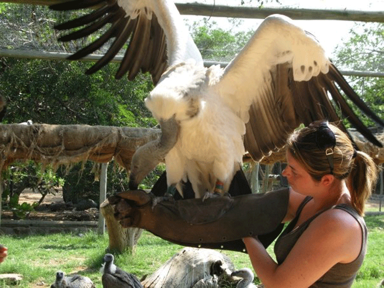 Holding a vulture in South Africa