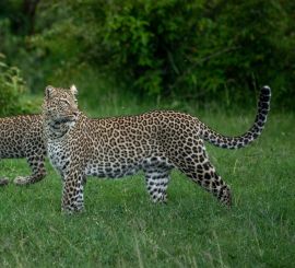 Mara Leopard - Kaya