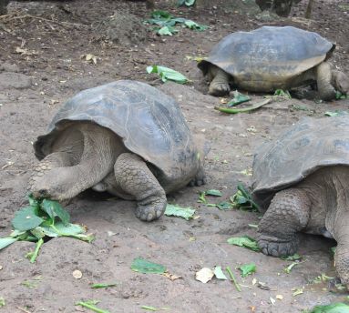 Giant Tortoise Conservation Galapagos