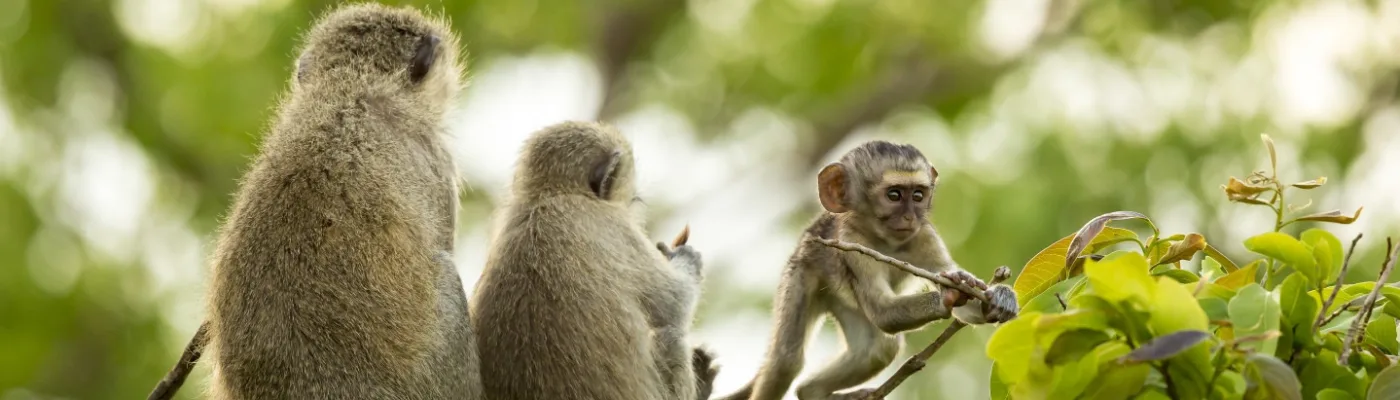 Monkey Rehabilitation