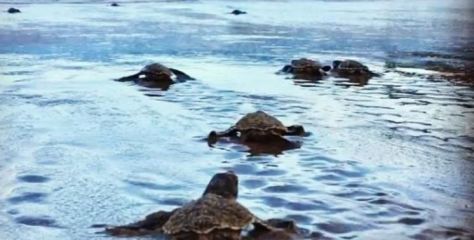 study Galapagos turtles on a Zoology internship