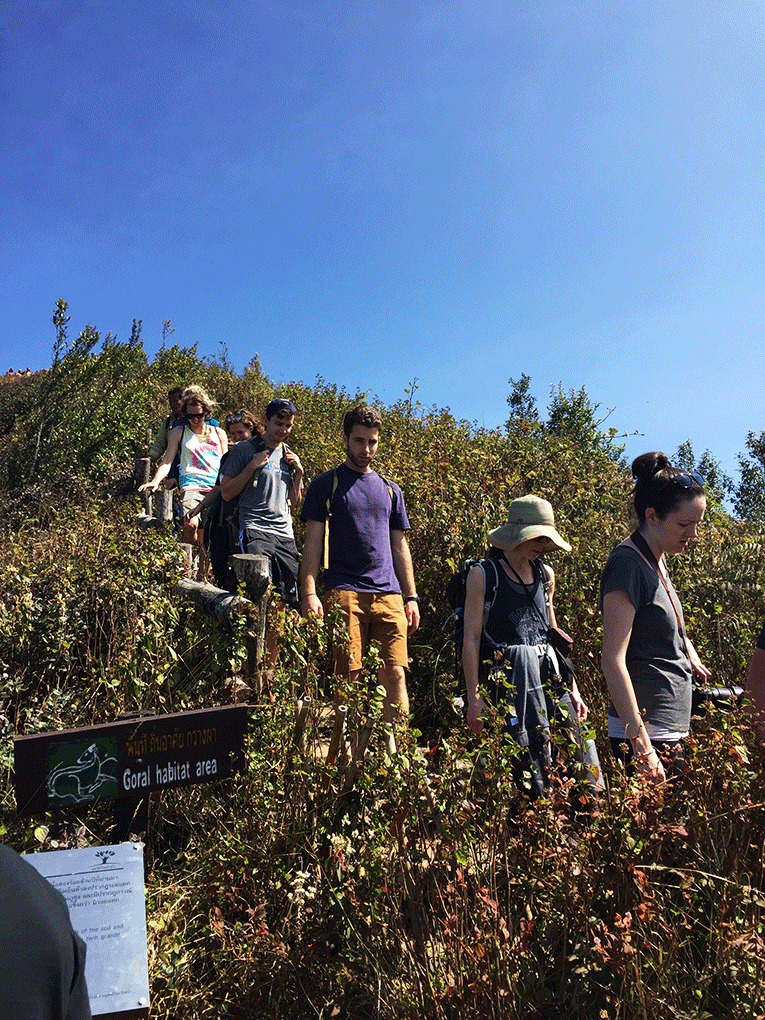 Group of people hiking through Doi Inthanon