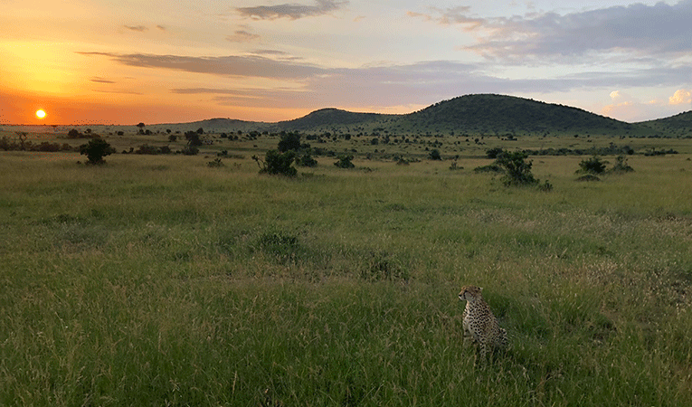 Maasai Mara Safari in Kenya