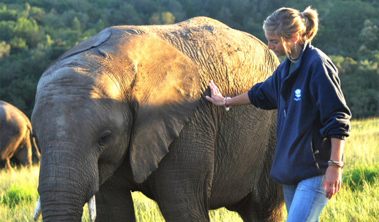 Petting a young elephant