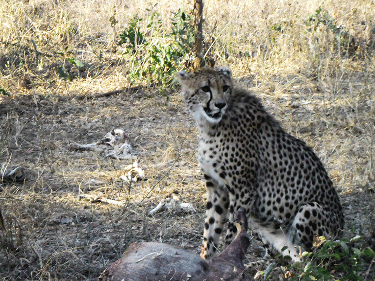 Cheetah in South Africa