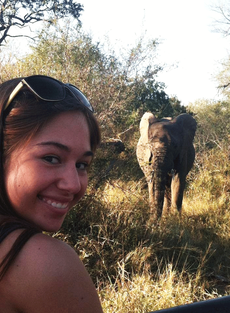 Elephant in the bush of South Africa