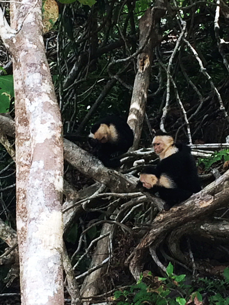 







Monkeys in Costa Rica