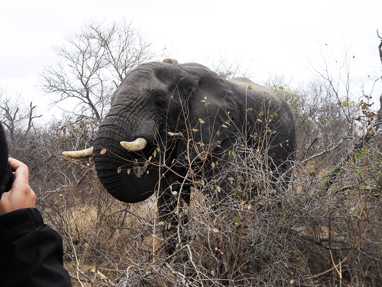 Elephant in South Africa