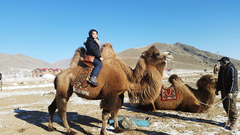 Camel riding in Mongolia