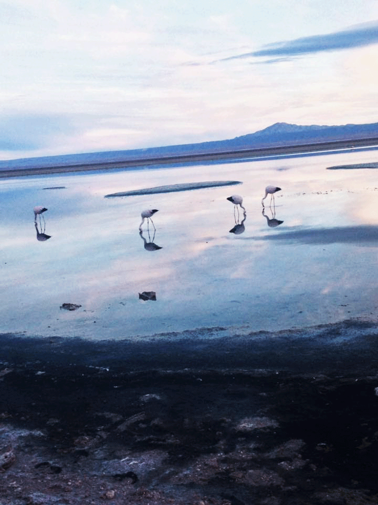 Reverva Nacional de Flamencos, San Pedro de Atacama, Chile