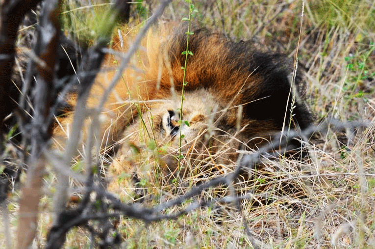A lion in a South African wildlife reserve