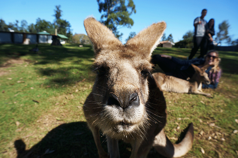 Kangaroo in Brisbane, Australia