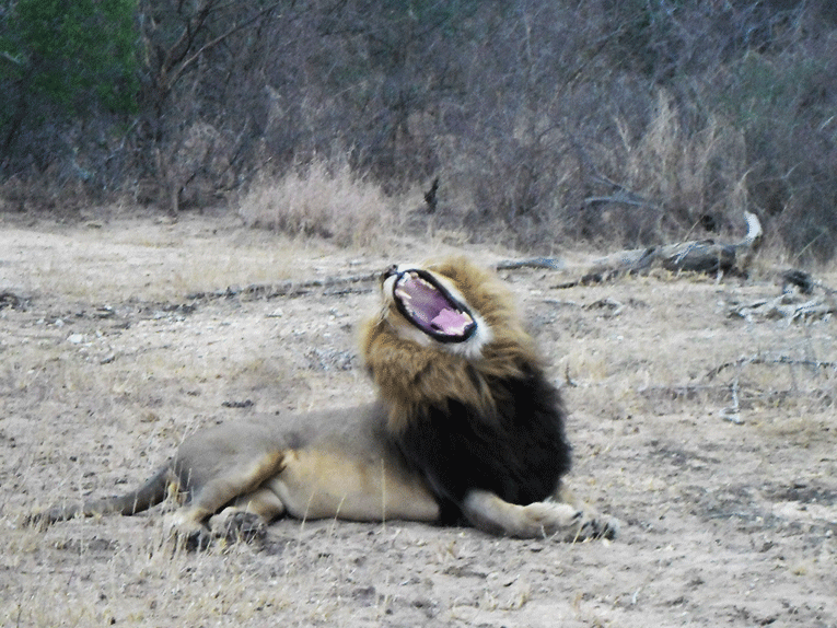 Lion in South Africa