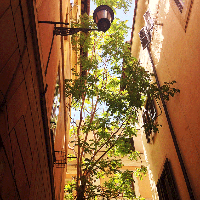







Plants along an alley in Rome, Italy