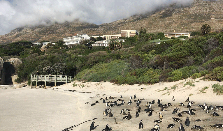 Boulders Beach