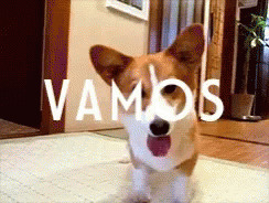 Corgi pup speaking spanish
