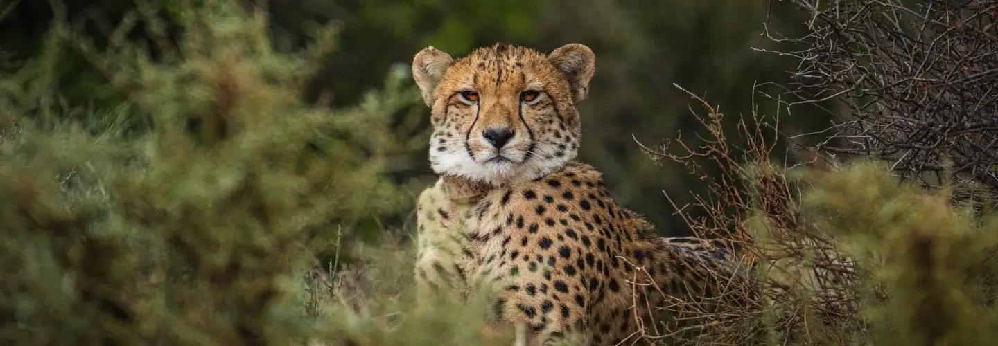 cheetah