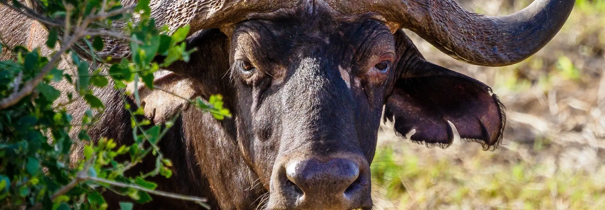 Astute Africa Safaris