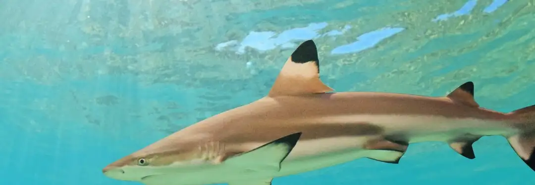 Gili Shark Conservation - Cover Photo