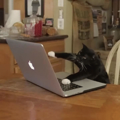 Cats typing on laptop gif