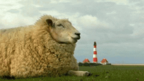 Gif, new zealand sheep 