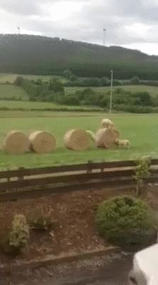 gap year programs in ireland