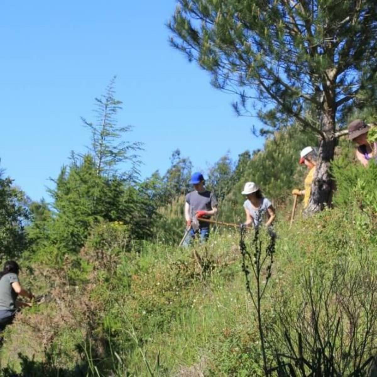 Portugal - Wolf Conservation and Lisbon Experience