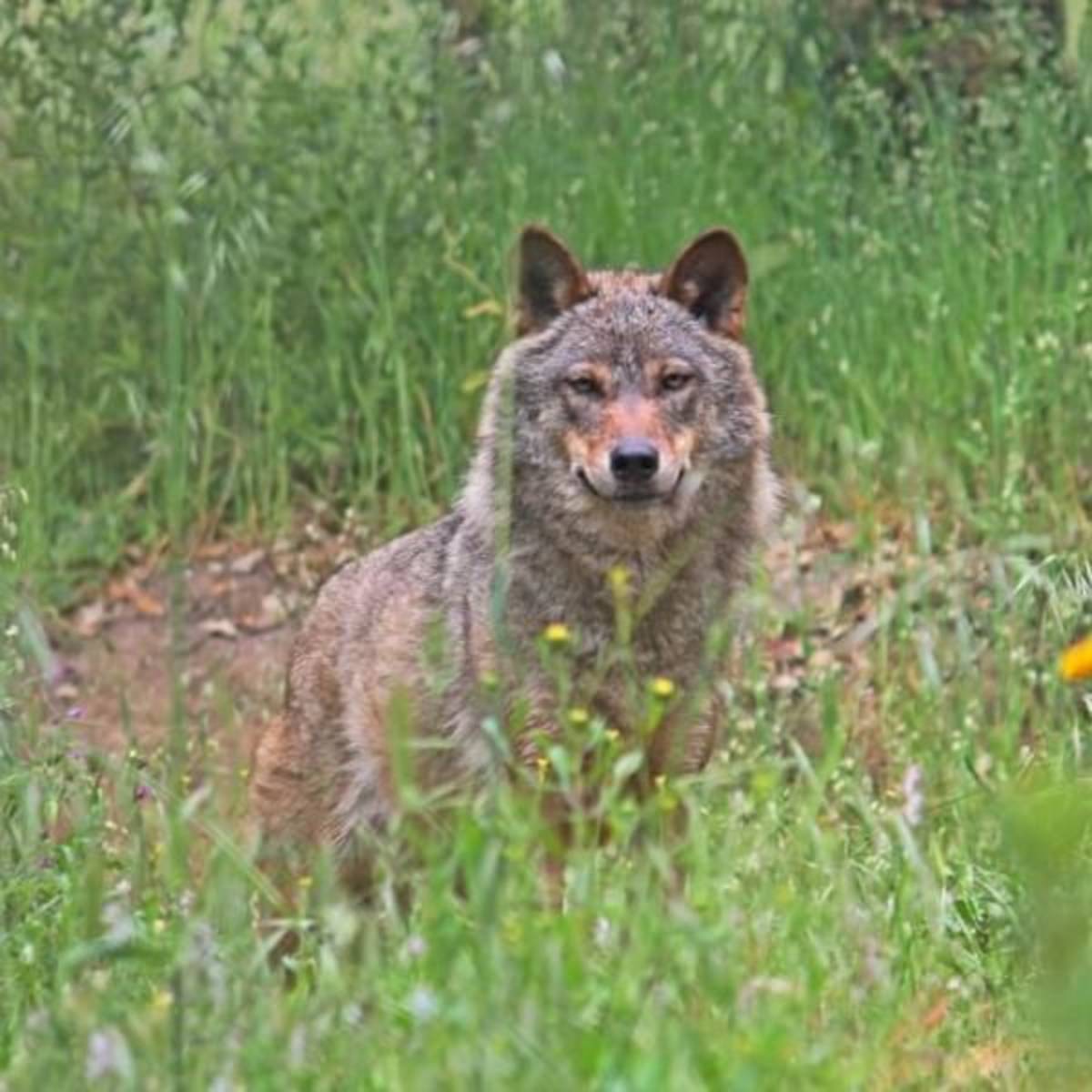 Portugal - Wolf Conservation and Lisbon Experience