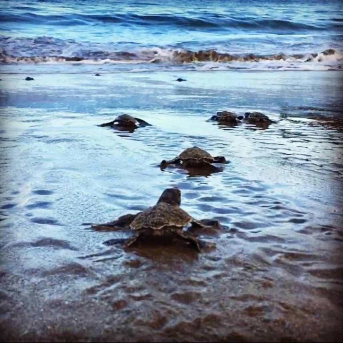 baby turtle hatchlings