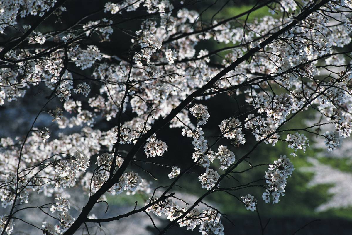 Study Abroad in Tokyo, Japan