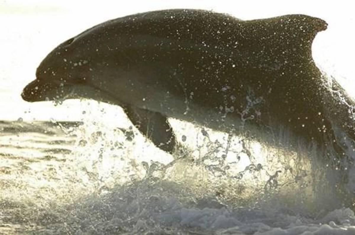 Croatia - Bottlenose Dolphin Conservation — photo 2