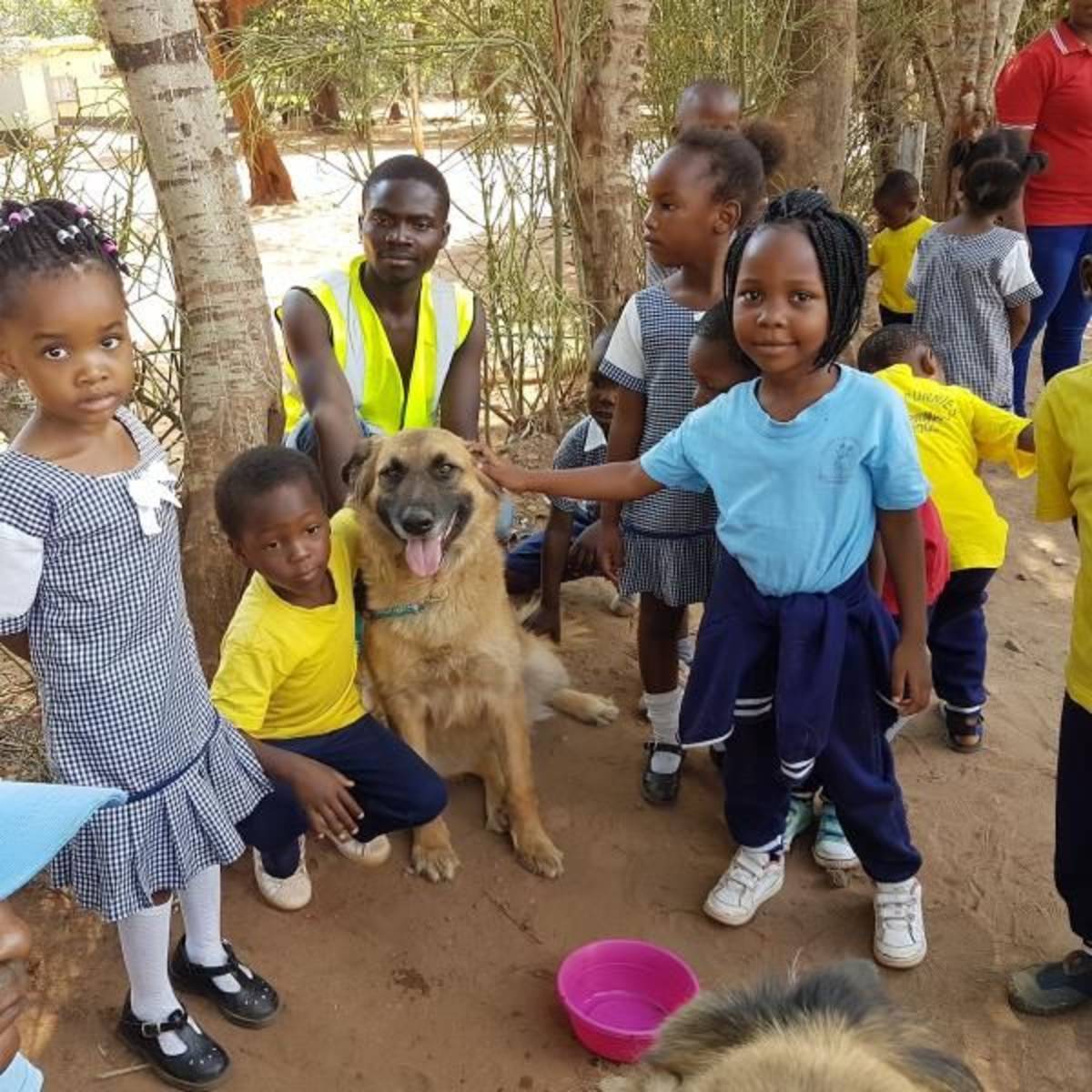 animal welfare internship Zambia