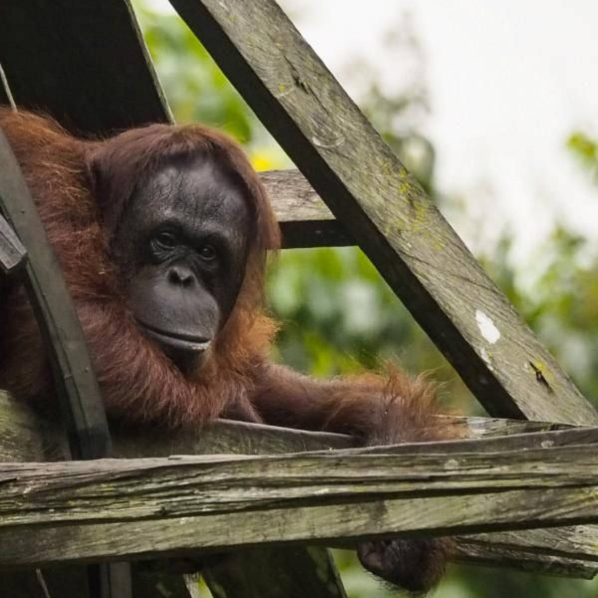 A baby orangutan peering from behind a tree