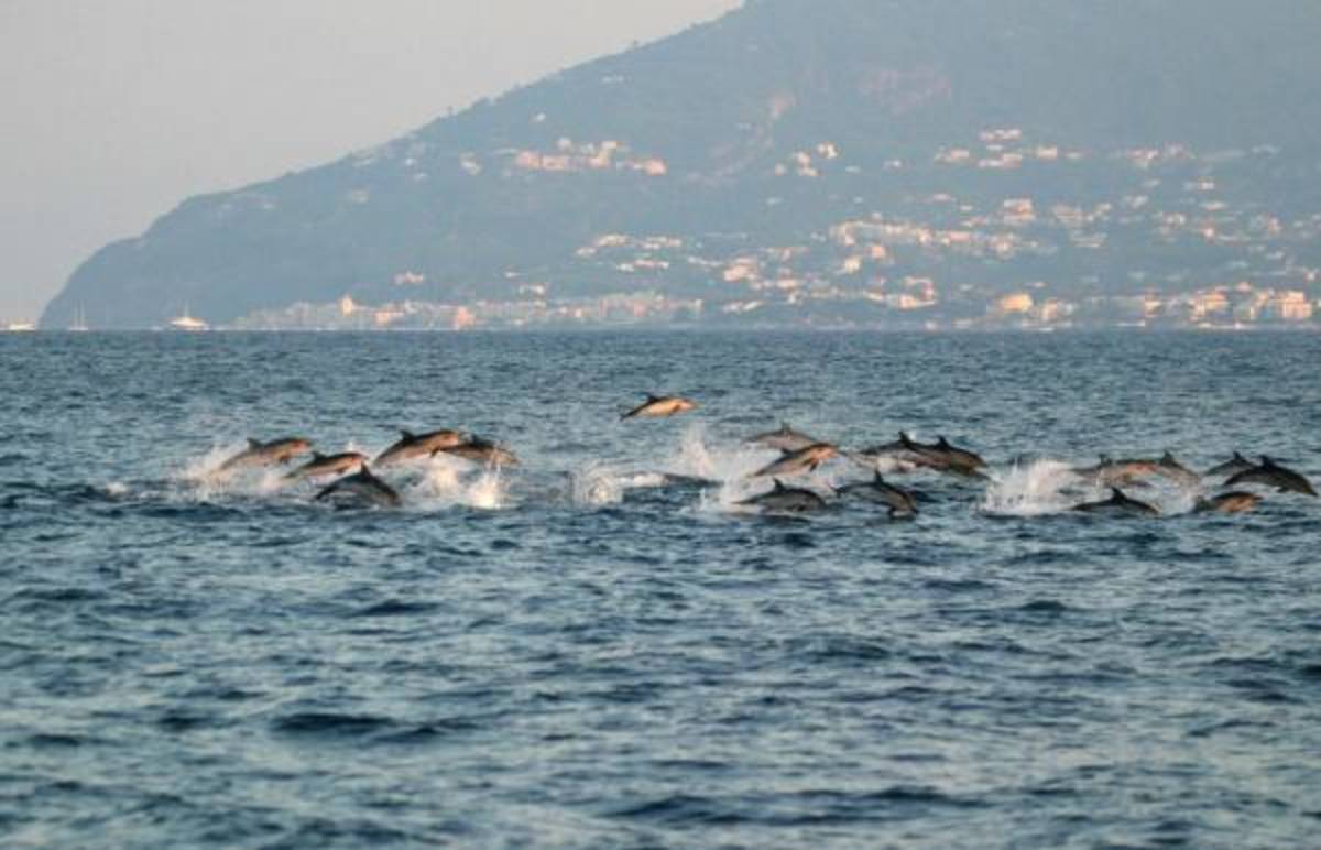 Italy - Liveaboard Dolphin Research Expedition — photo 2
