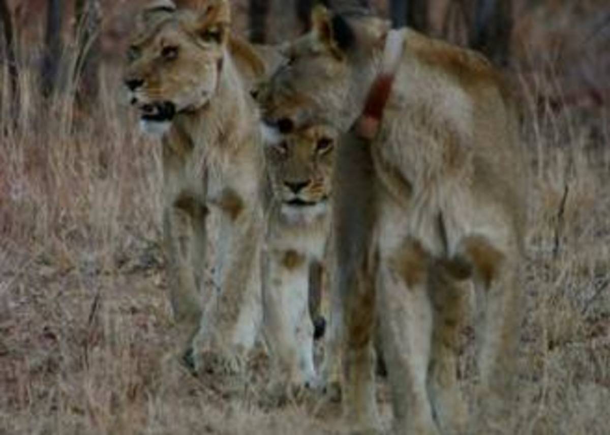 Wildlife Sanctuary Volunteering in Victoria Falls — photo 1