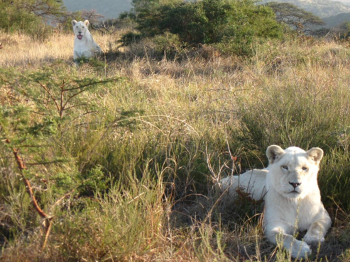 Travel For Teens : South Africa Service and Safari — photo 3
