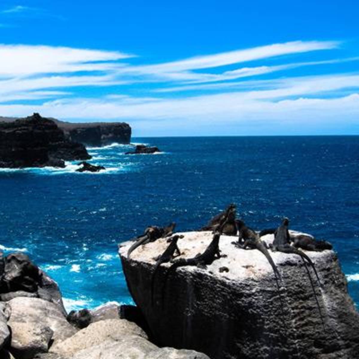 Social Media Volunteer and Intern in Galapagos — photo 5