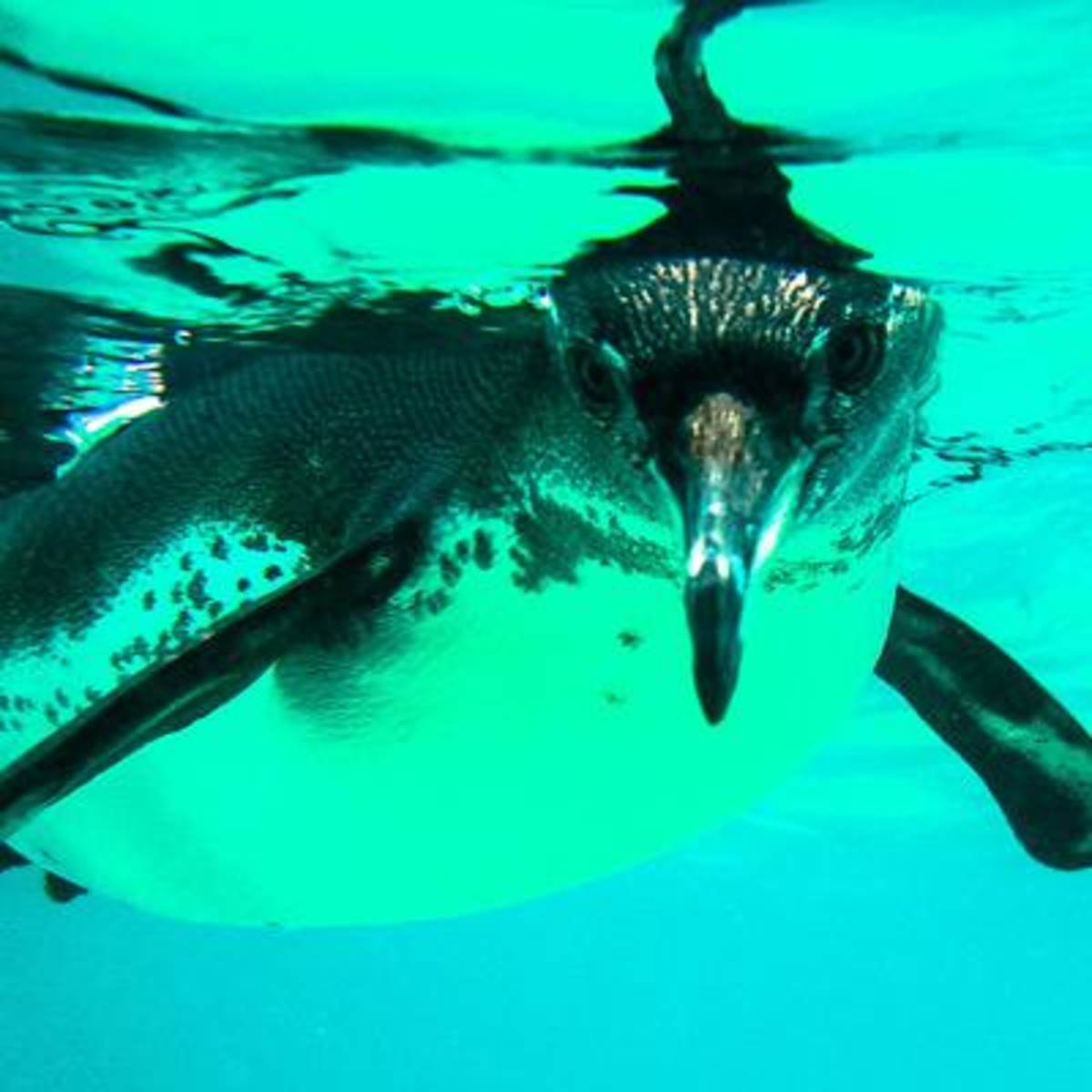 Social Media Volunteer and Intern in Galapagos — photo 6