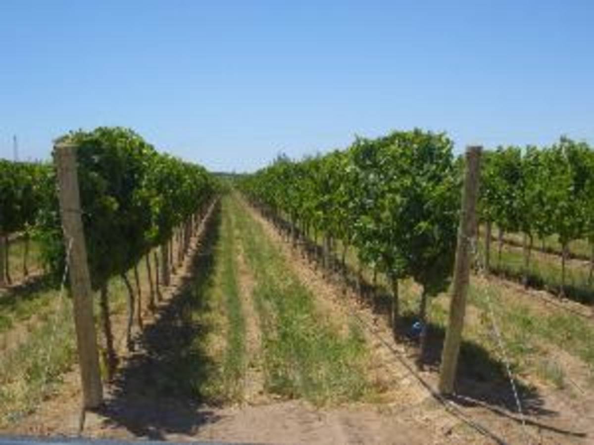Mente Argentina: Wine Program + Optional Spanish — photo 5