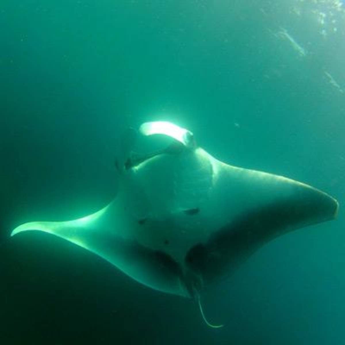 Social Media Volunteer and Intern in Galapagos — photo 7