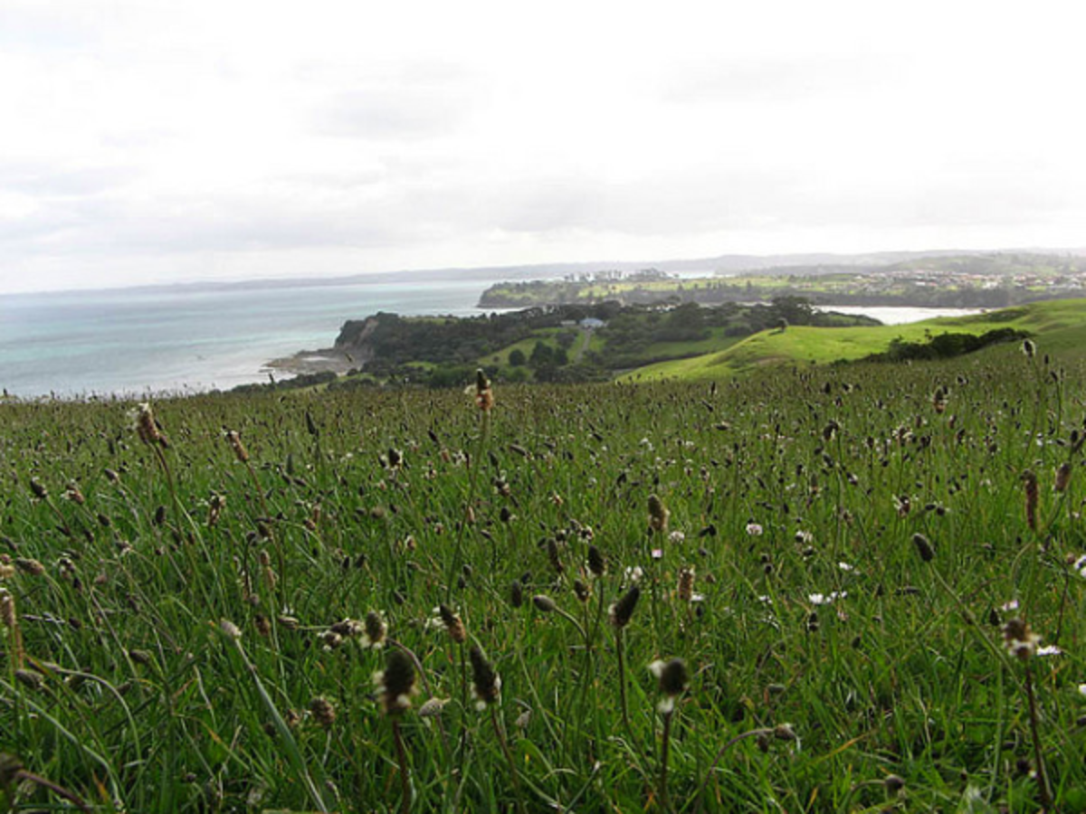 IFSA University of Auckland Partnership — photo 8