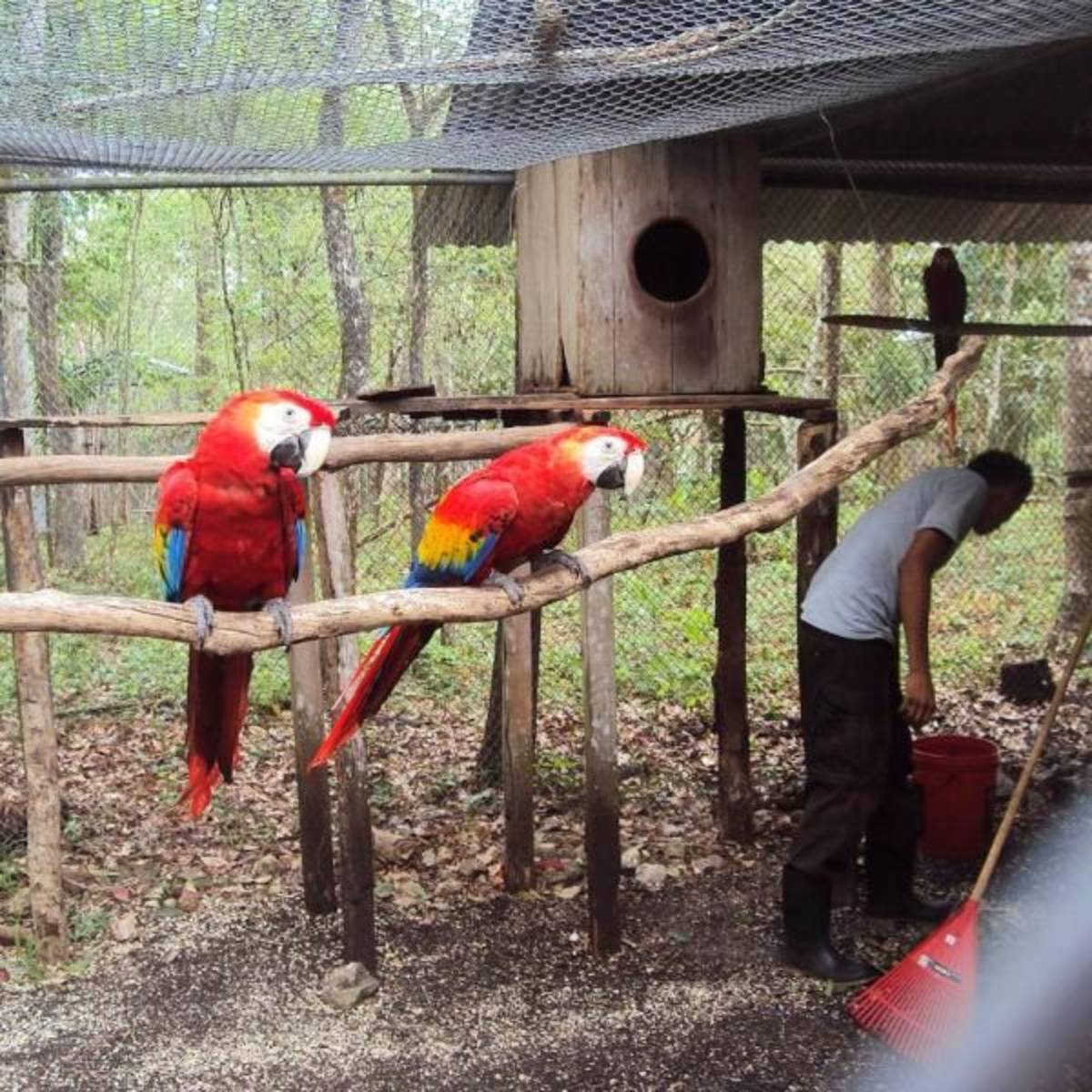 Parrot Sanctuary