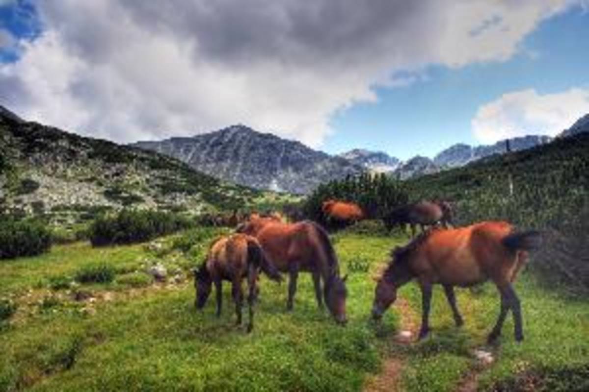 Teach English in Bulgaria — photo 6