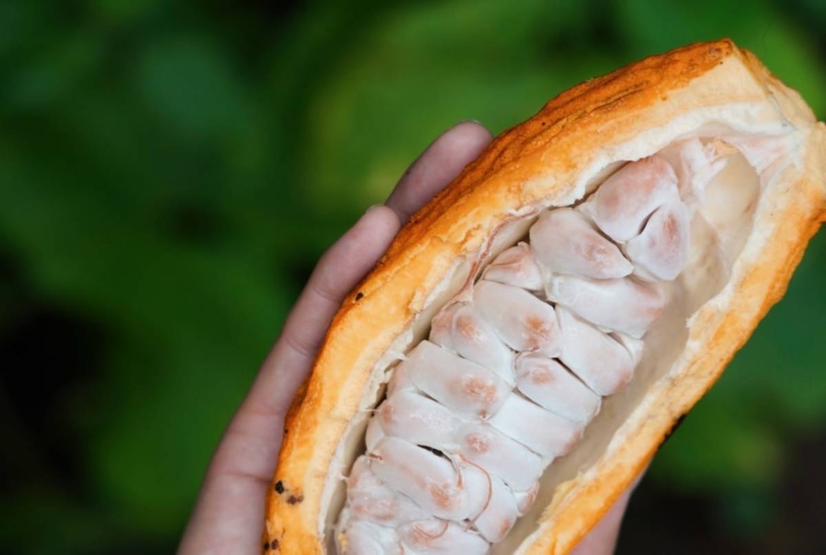 A close up of a cacao pod.