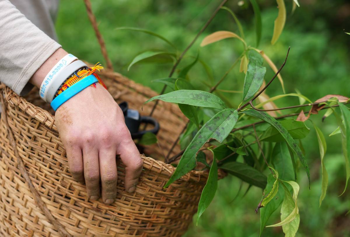 A close up of hands holding a basket with tree sapplings.