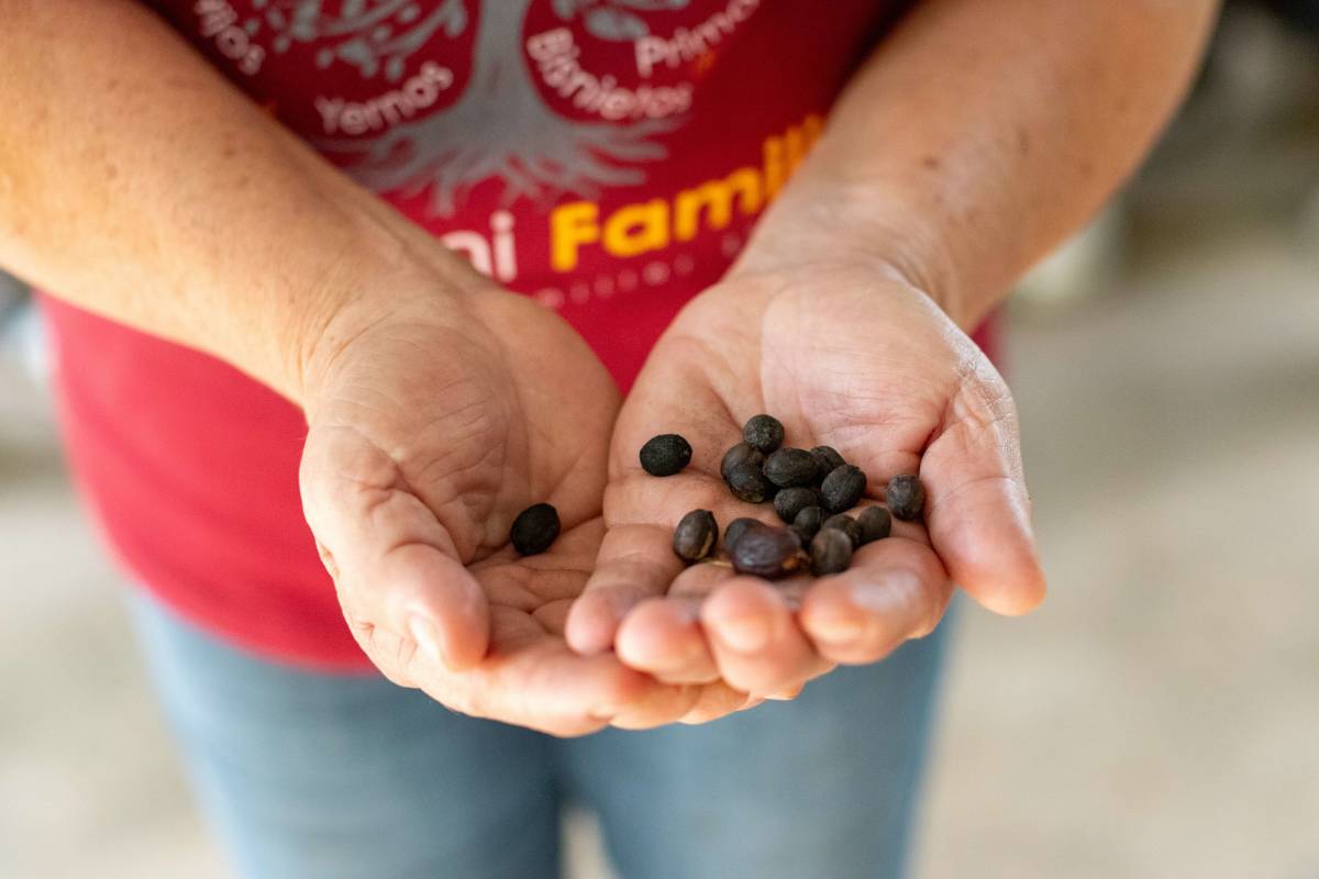 A close up shot of hands holding coffee beans