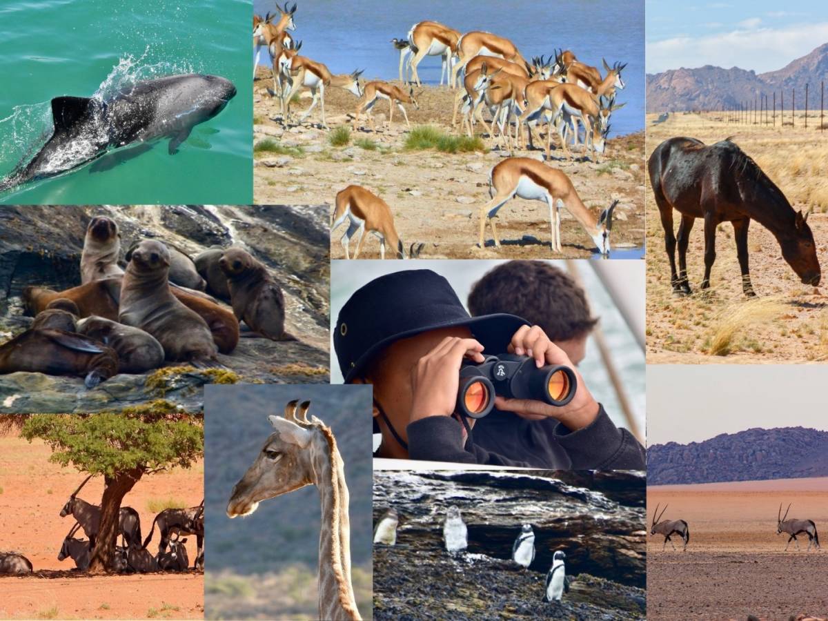 A collage of animals - dolphins, springbok, oryx, seals and more