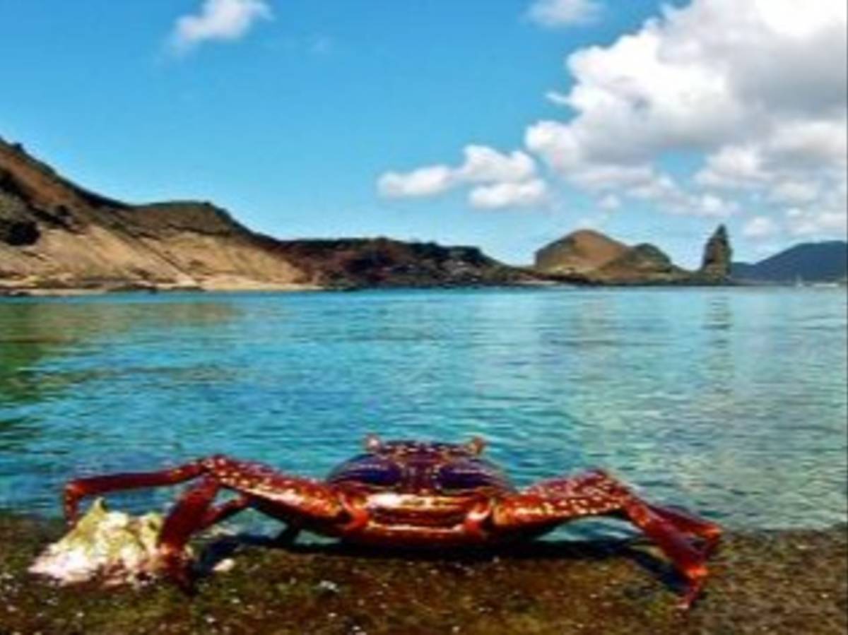A crab on the beach in the Galapagos Islands.