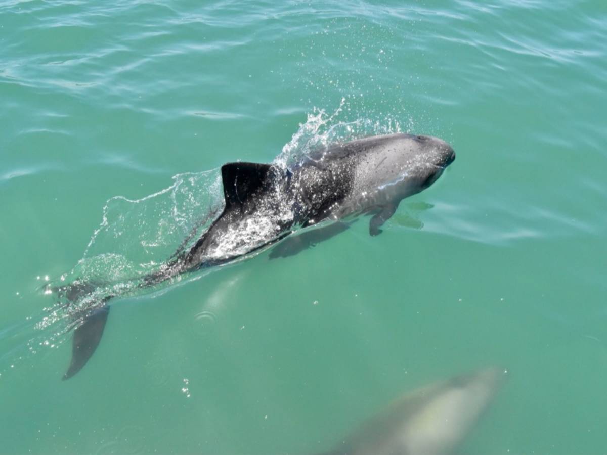 A Heaviside's dolphin breaches the turquoise waters off Lüderitz.